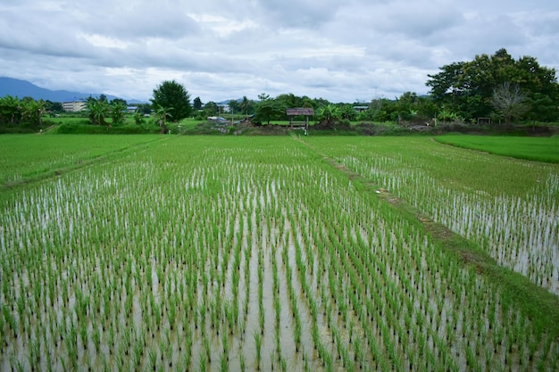 Campo céu grama paisagem verde