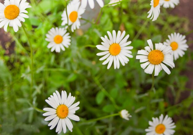 Campo chamomiles flores closeup