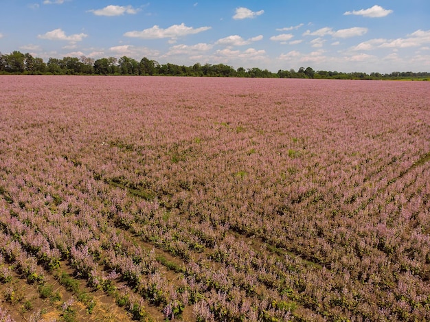 Campo cheio de flores roxas air photo