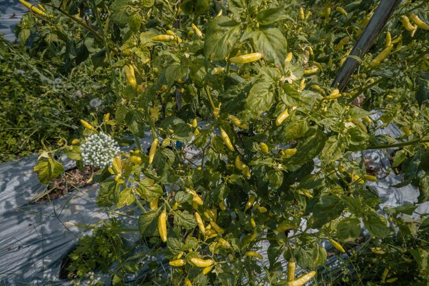 Campo de chile y tomate en primavera