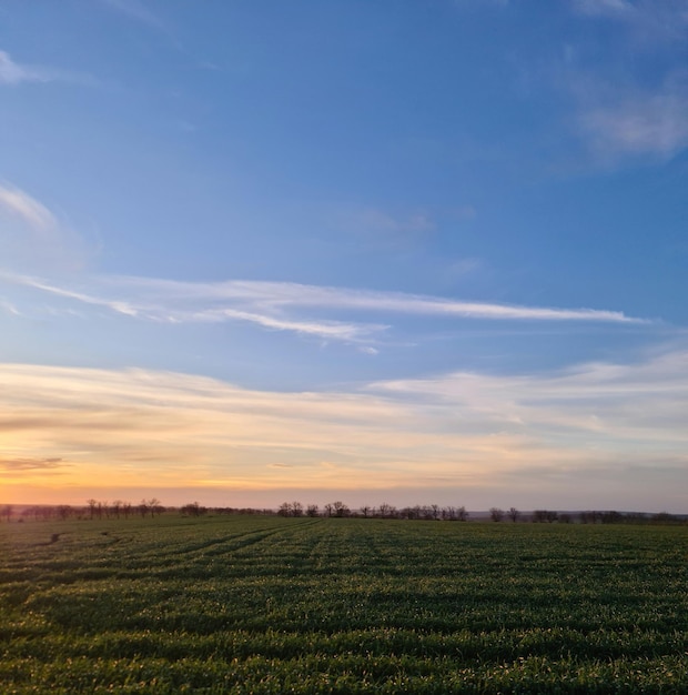 Un campo con un cielo azul y algunas nubes.