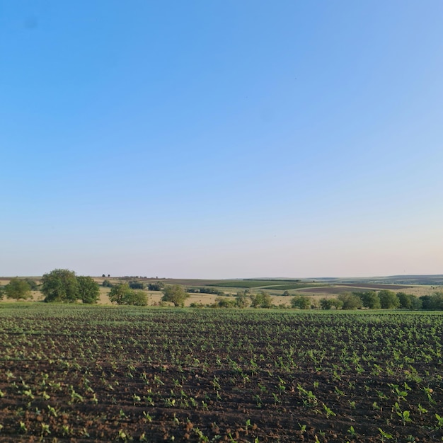 Un campo con un cielo azul y un campo con una planta verde en primer plano.