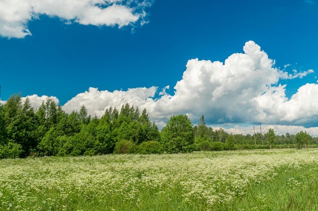 Campo cielo azul con hermosas nubes