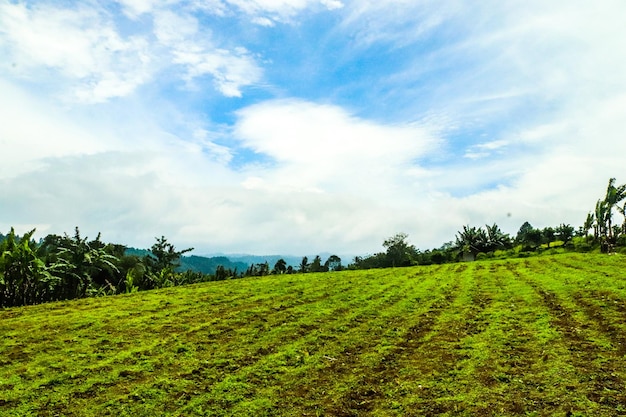 Un campo con un cielo azul y montañas al fondo.