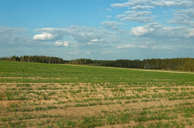 Un campo con un cielo azul y nubes.