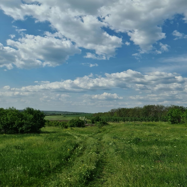 Un campo con un cielo azul y nubes.