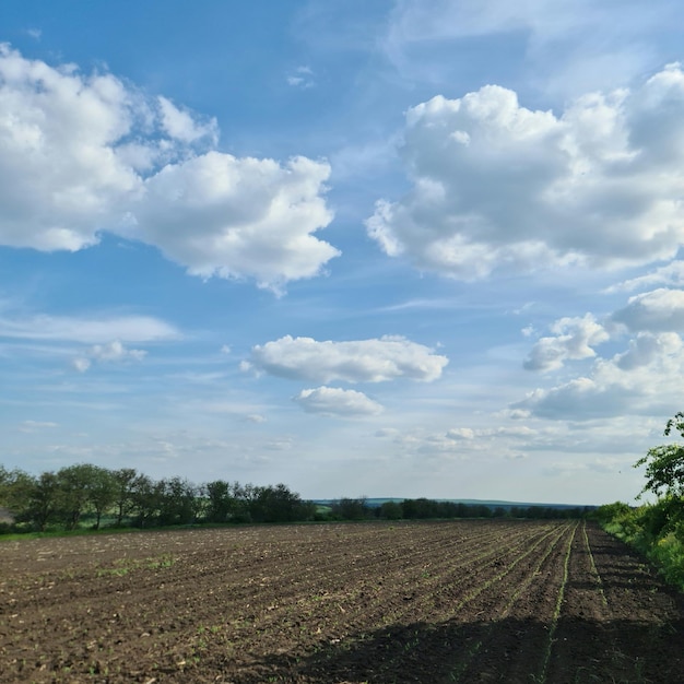 Un campo con un cielo azul y nubes.