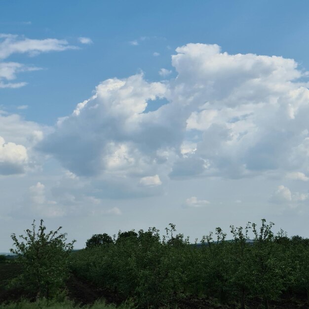 Un campo con un cielo azul y nubes.