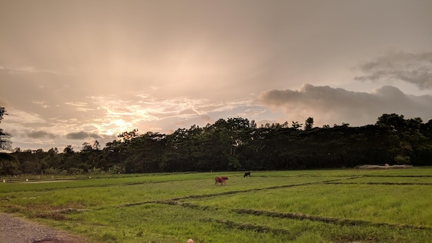 Campo y cielo azul