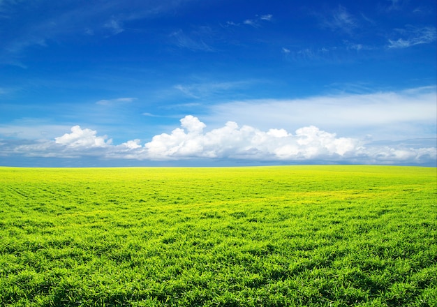 Campo con cielo azul