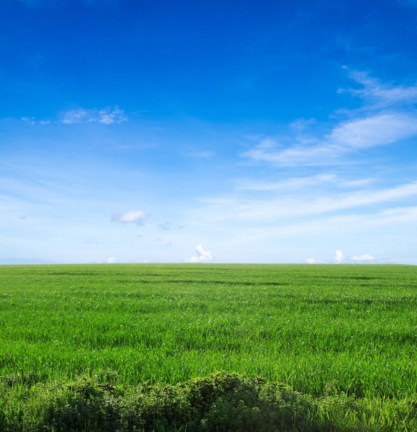 Campo con cielo azul