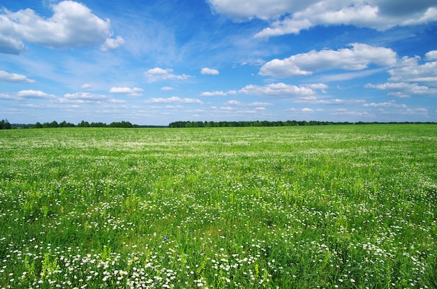 Campo y cielo azul