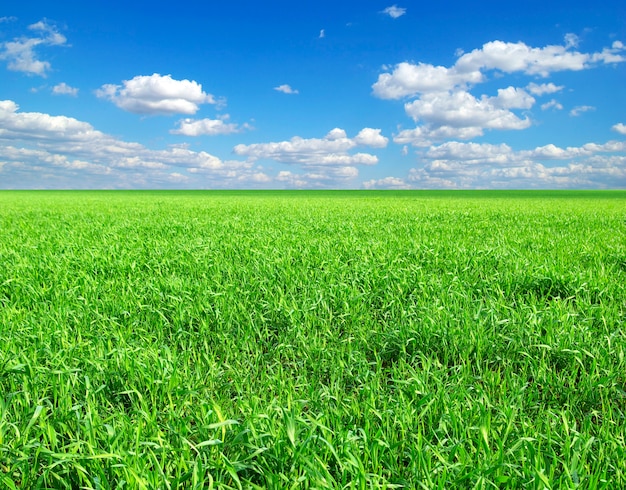 Campo en un cielo azul