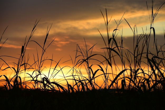 Campo y cielo con nubes oscuras. Puesta de sol en campo verde.