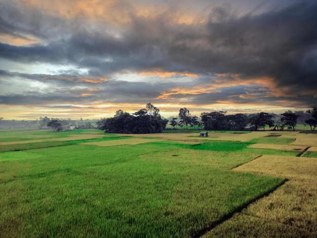 Un campo con un cielo nublado y un agricultor en primer plano