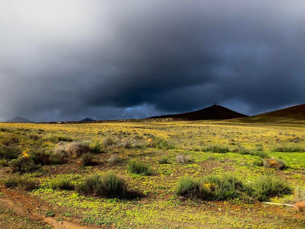 Foto un campo con un cielo oscuro y un campo con flores amarillas.