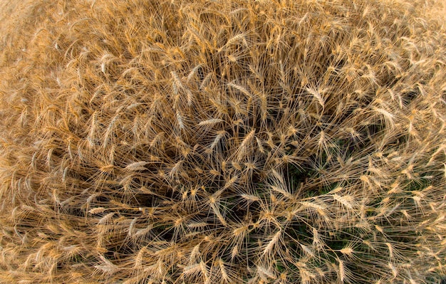 Campo con circunferencia de gran angular de trigo en crecimiento contra Agronomía y agricultura Industria alimentaria