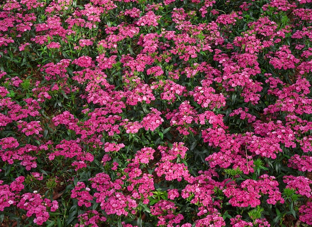 Campo de claveles de jardín rosa.