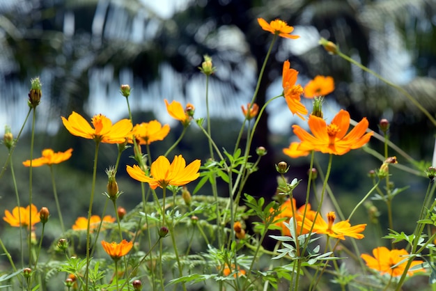 Campo coberto de flor amarela do cosmos