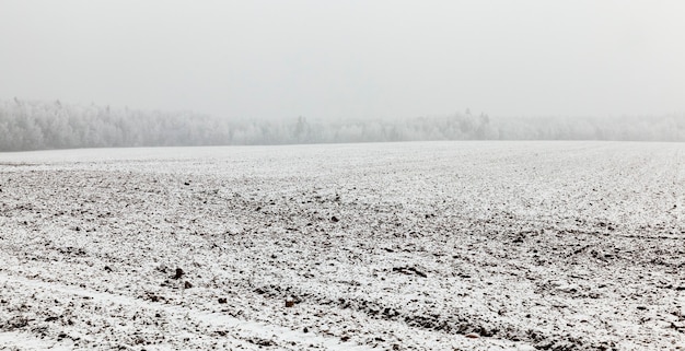 campo coberto de neve branca