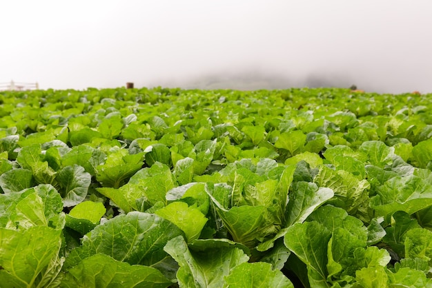 Campo de col china en la cima de una colina en la niebla