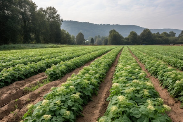 Un campo de coles en el campo con montañas al fondo.