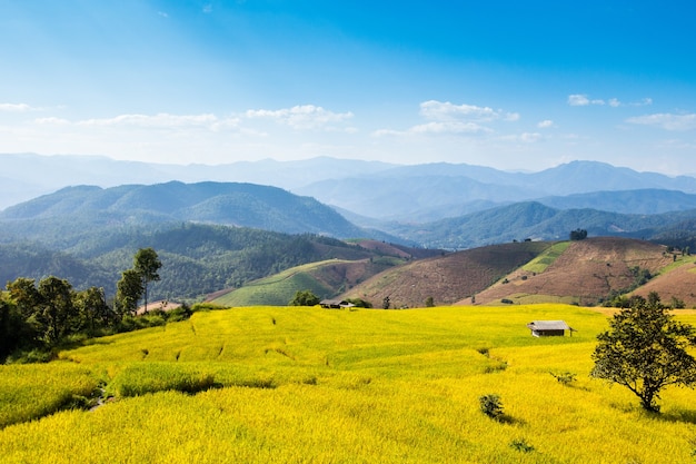 Campo colgante del arroz en Mae Cham, provincia de Chiangmai, Tailandia septentrional