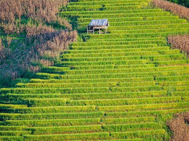 Campo colgante del arroz en Mae Cham, provincia de Chiangmai, Tailandia septentrional