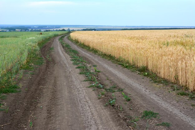 campo colhido com estrada de campo e linha de horizonte espaço de cópia