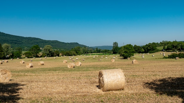 Campo colhido com fardos de palha no verão