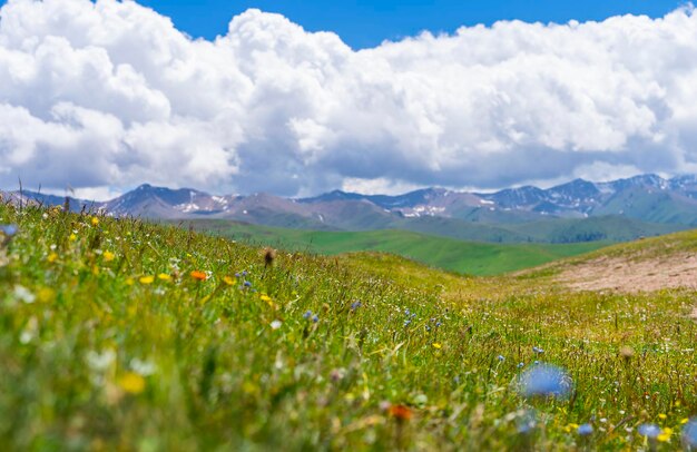 Campo de coloridas flores silvestres y montañas en el fondo Assy meseta Kazajstán