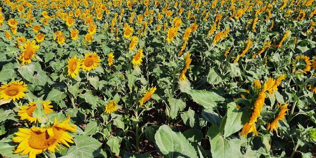 Campo colorido amarillo verde de flores de girasoles en fondo natural