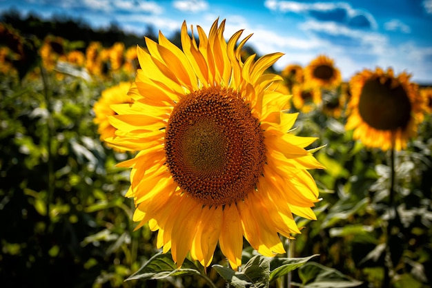 Campo colorido com girassóis em um dia claro de verão