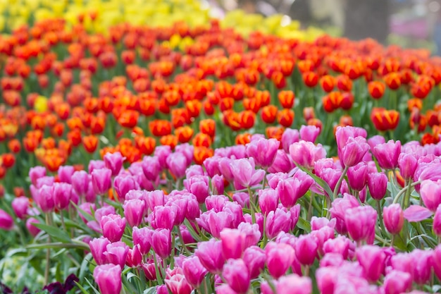 Foto campo colorido de tulipa