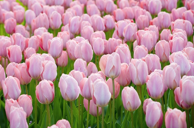 Campo colorido de tulipanes, tulipanes hermosos en el jardín.