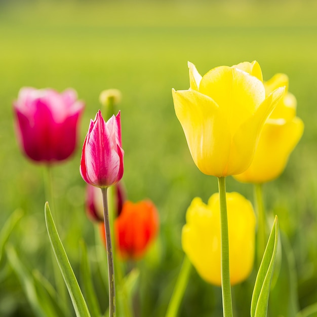 Un campo de coloridos autobuses de flores de tulipanes en verano. Tomada afuera con una 5D mark III.