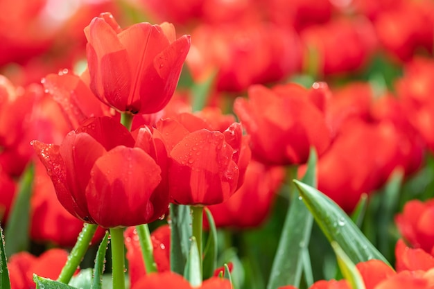 Campo de coloridos tulipanes en flor en primavera