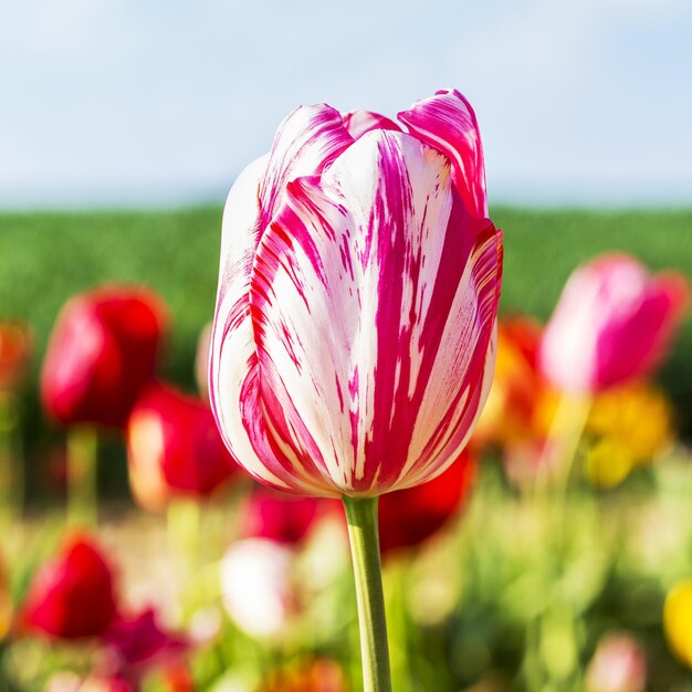 Un campo de coloridos tulipanes en primavera en los países bajos. Tomada afuera con una 5D mark III.