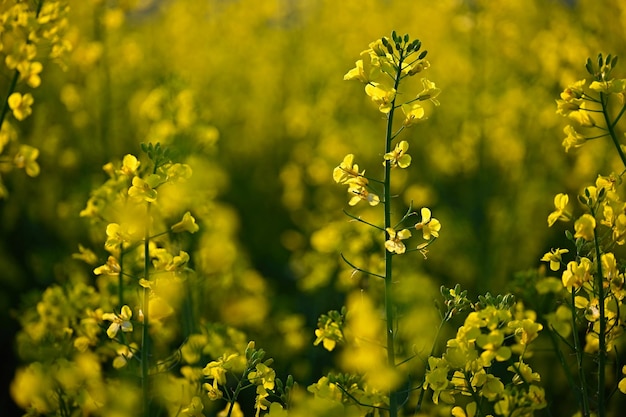 Campo de colza al atardecer Hermoso fondo amarillo de la naturaleza para la primavera y el tiempo de primavera Concepto para la agricultura y la industria Brassica napus