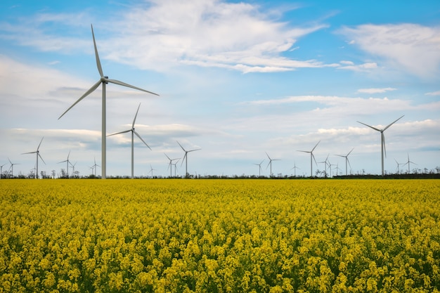 Campo de colza amarilla floreciente con turbinas de viento en el campo