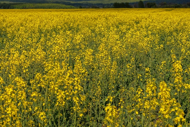 Campo de colza amarilla a la luz del día con enfoque selectivo