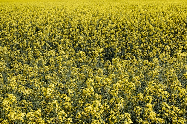 Campo de colza amarilla