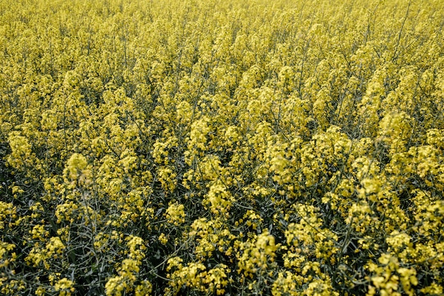 Campo de colza amarilla