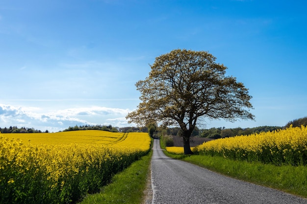 Campo de colza amarillo con un árbol en el camino