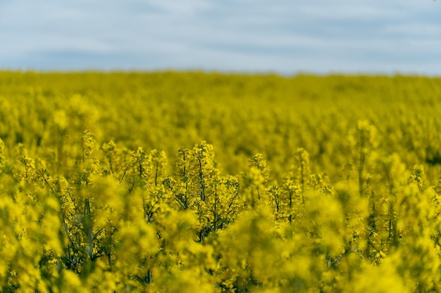 Campo de colza amarillo brillante contra el fondo de nubes y cielo azul Paisaje de verano para fondo de pantalla Agricultura ecológica