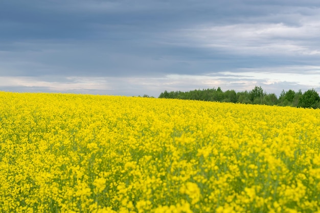 Campo de colza amarillo brillante con el telón de fondo de hermosas nubes de tormenta.