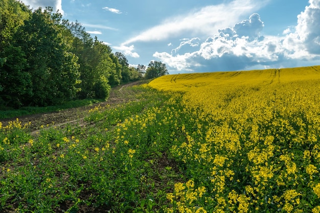 Campo de colza amarillo Un camino rural de tierra corre junto a un hermoso campo de colza Cultivo de colza y surepitsa en malas condiciones contaminación de tierras agrícolas por productos gorenje gasolina