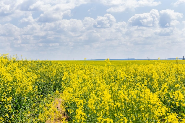 Campo de colza amarillo y cielo pintoresco con nubes blancas