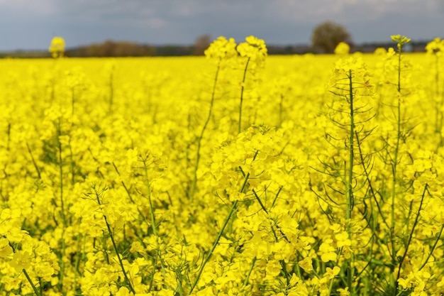 Campo de colza amarillo. La colza es una de las semillas oleaginosas más comunes del mundo. Piensos, biocombustibles. Campo floreciente de colza. Vista superior.