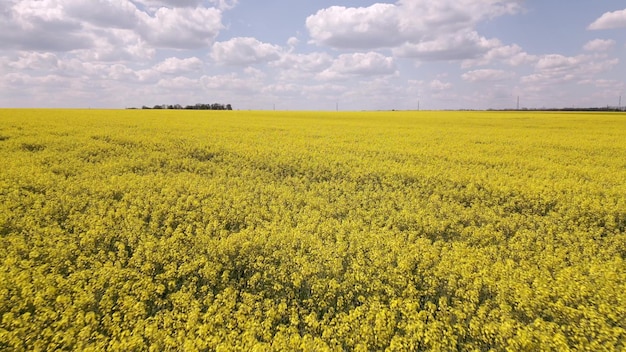 Campo de colza amarillo contra un telón de fondo de cielos azules y nubes blancas a vista de pájaro